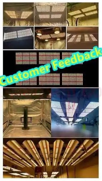 240W Folux Plus Samsung LM301B V2 12 100x100 cm bitki çadırında çalışan Folux Plus 240W Quantum Board