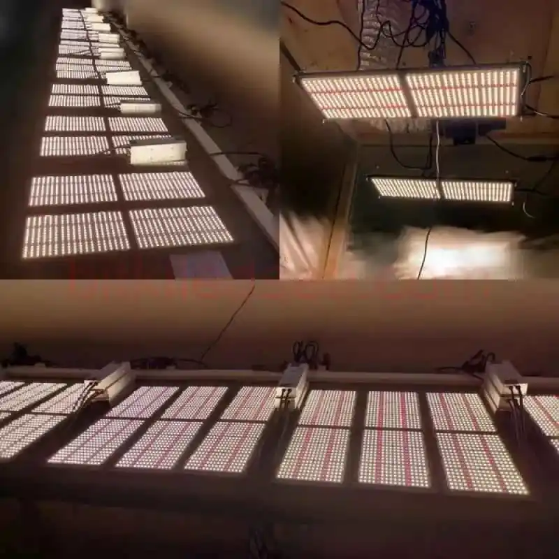 240W Folux Plus Samsung LM301B V2 3 Samsung LM301B LED çipleri ve 660nm kırmızı diyotların yakın çekim görüntüsü