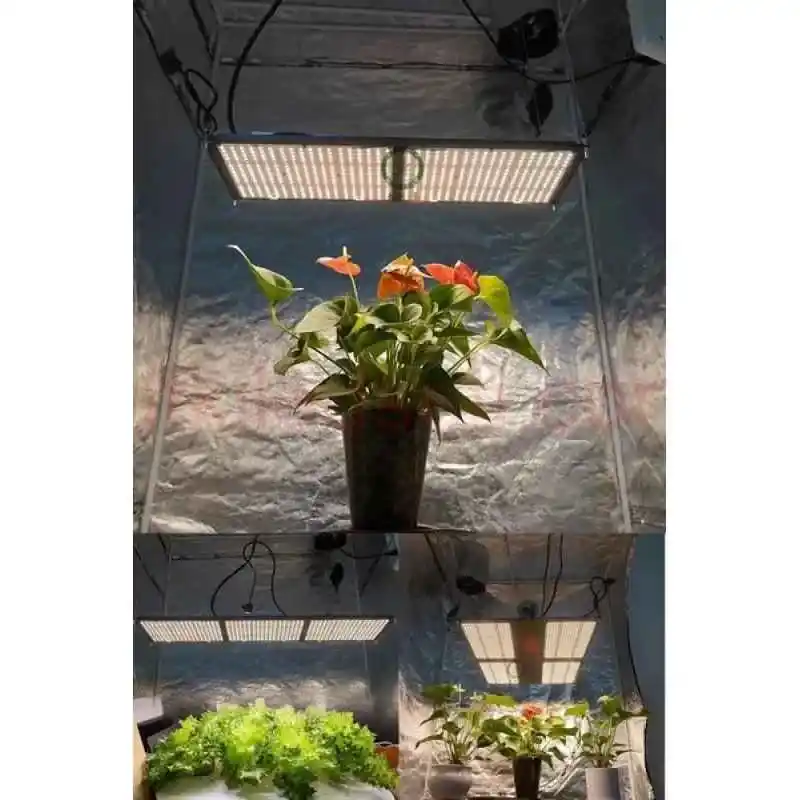 100x100 cm bitki çadırında çalışan Folux Plus 240W Quantum Board