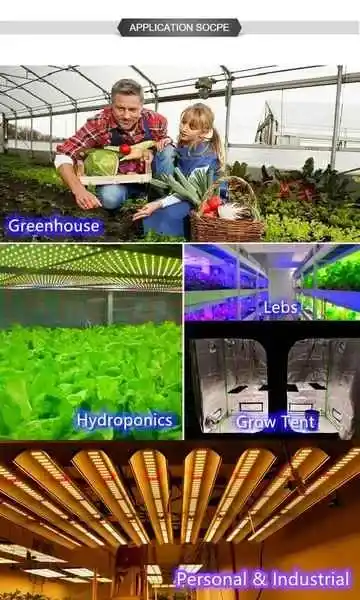 240W Folux Plus Samsung LM301B V2 10 100x100 cm bitki çadırında çalışan Folux Plus 240W Quantum Board