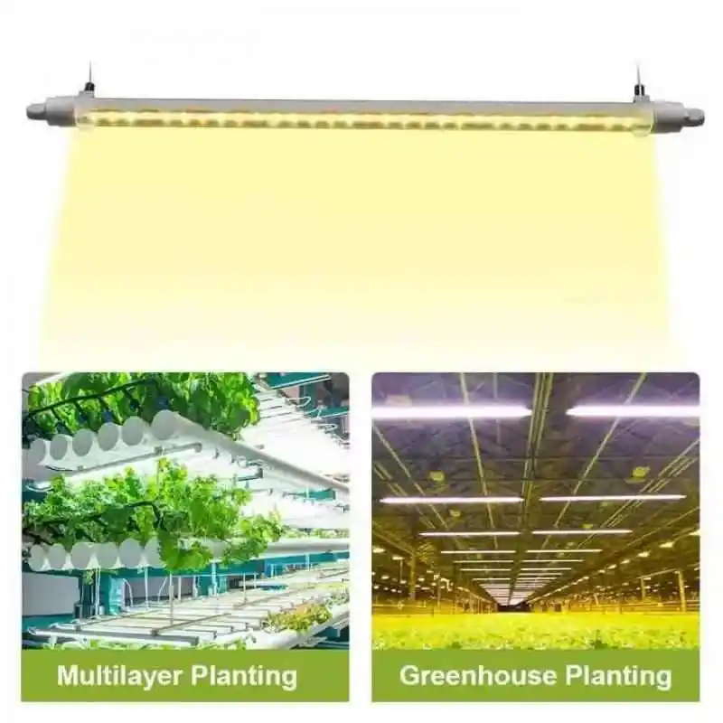 Metal bir rafta T8 lambalar altında büyüyen marul fideleri