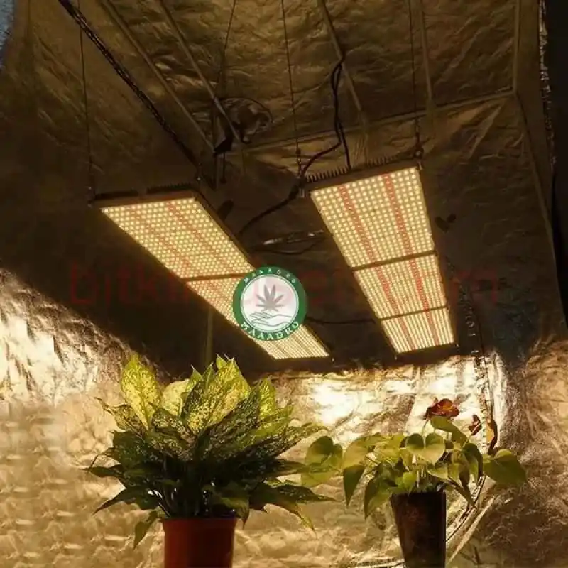 240W Folux Plus V2 - Samsung LM301B 14 240W Samsung Lamba Folux Plus V2, Samsung LM301B çipli