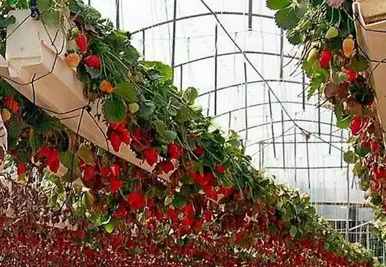 Yeni Başlayanlar İçin Bitki Yetiştirme Rehberi 3 Bitki Yetiştirme Teknikleri