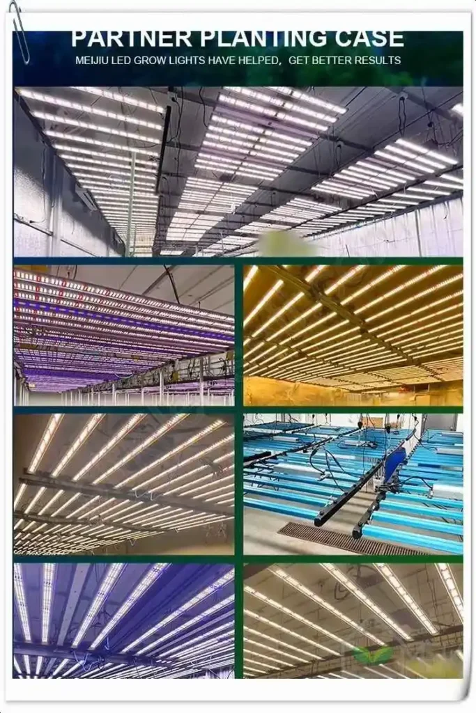 Meijiu 320W Profesyonel LED Grow Light 4 Meijiu 320W panel üzerindeki Samsung LM301H, Osram kırmızı ve UV diyotların yakından görünümü