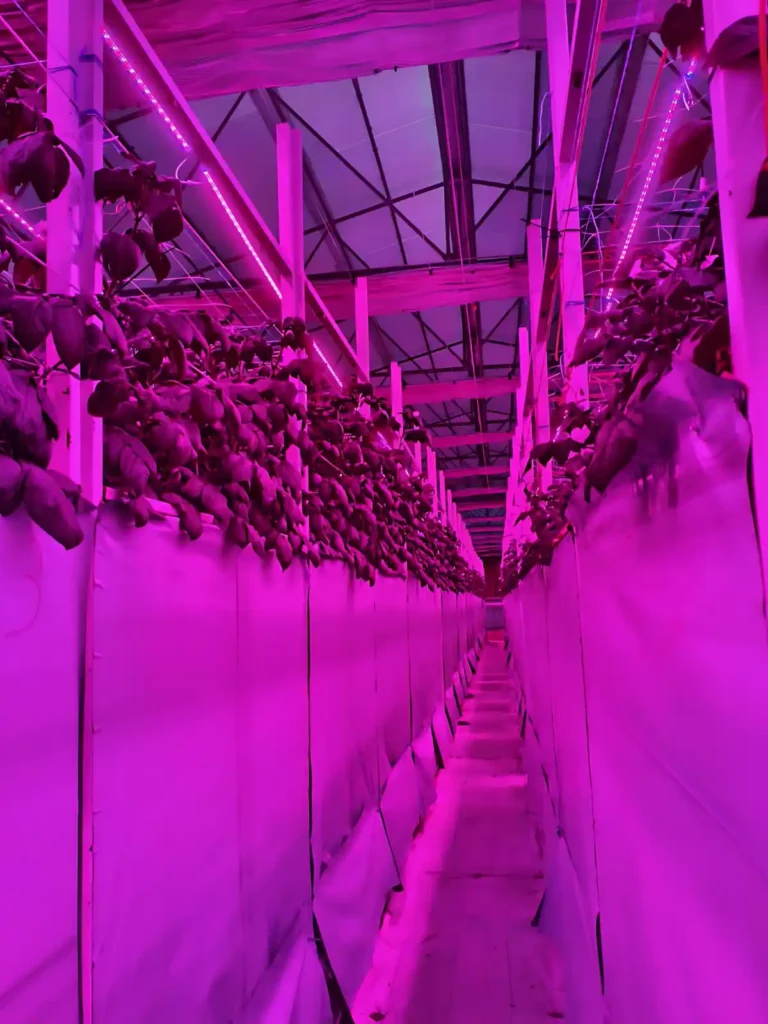 İthalatçı ve Fiziki Mağazamız ile Ankara Gölbaşı Aeroponik Patates Yumru Serası Projemiz