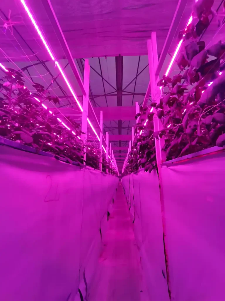 Ankara Gölbaşı Aeroponik Patates Yumru Serası Projemiz