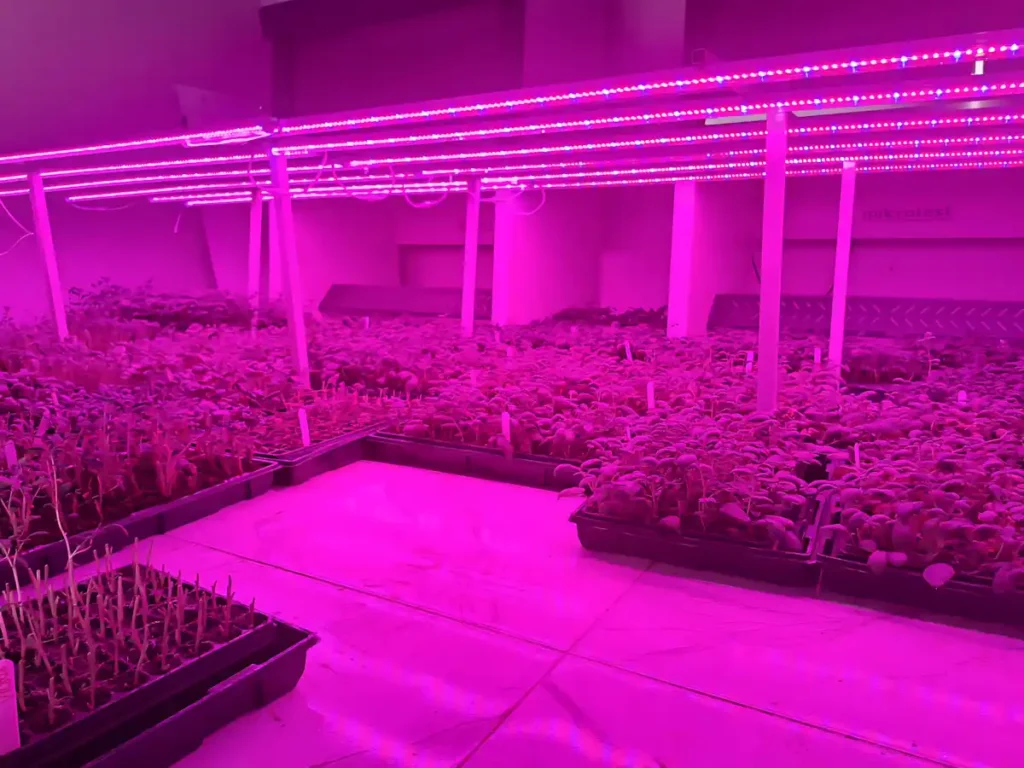 İthalatçı ve Fiziki Mağazamız ile Ankara Gölbaşı Aeroponik Patates Yumru Serası Projemiz