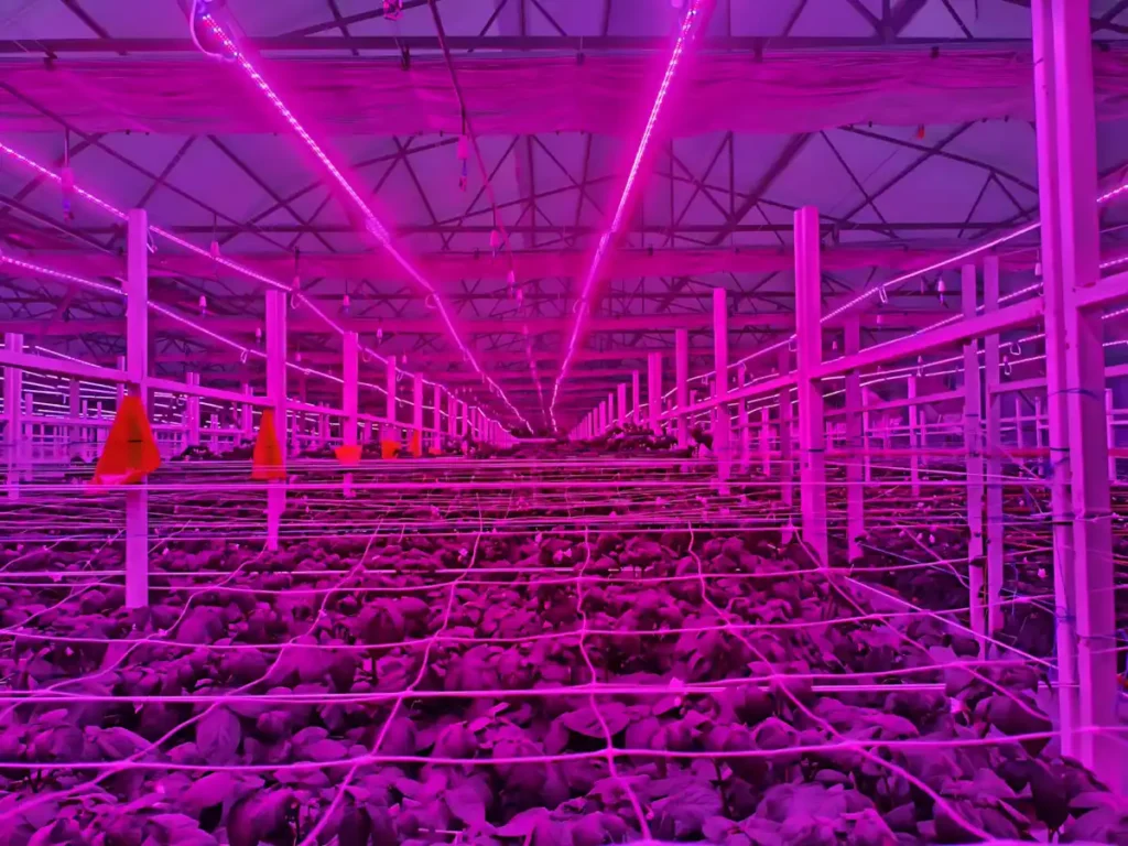 İthalatçı ve Fiziki Mağazamız ile  Ankara Gölbaşı Aeroponik Patates Yumru Serası Aydınlatma Projemiz