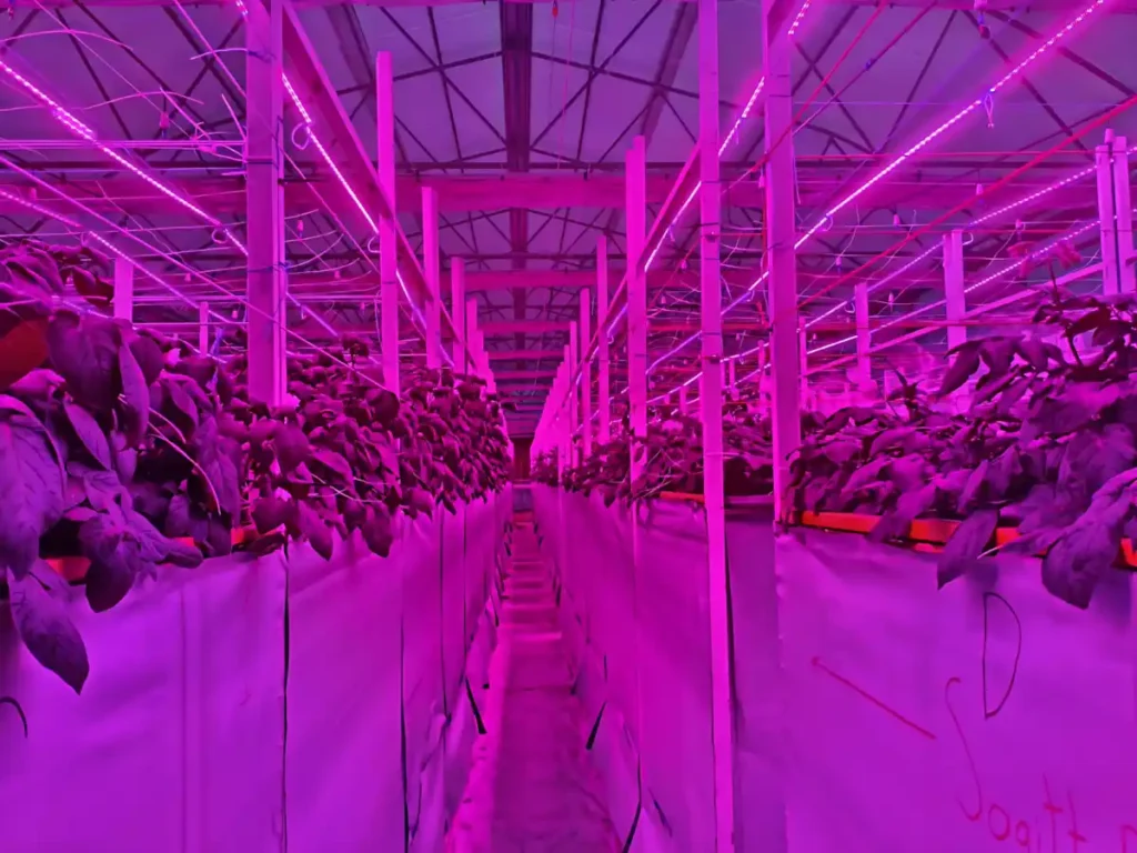 İthalatçı ve Fiziki Mağazamız ile Ankara Gölbaşı Aeroponik Patates Yumru Serası Projemiz