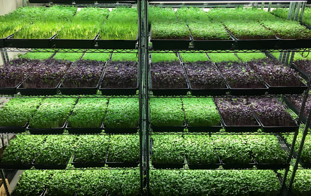 Mikro Yeşillik Ar-Ge Çalışmalarında MFK Bitki LED Tercihi ve Verimlilik