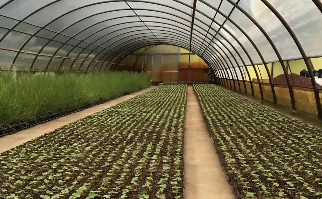 Mikro Yeşillik Ar-Ge Çalışmalarında MFK Bitki LED Tercihi ve Verimlilik