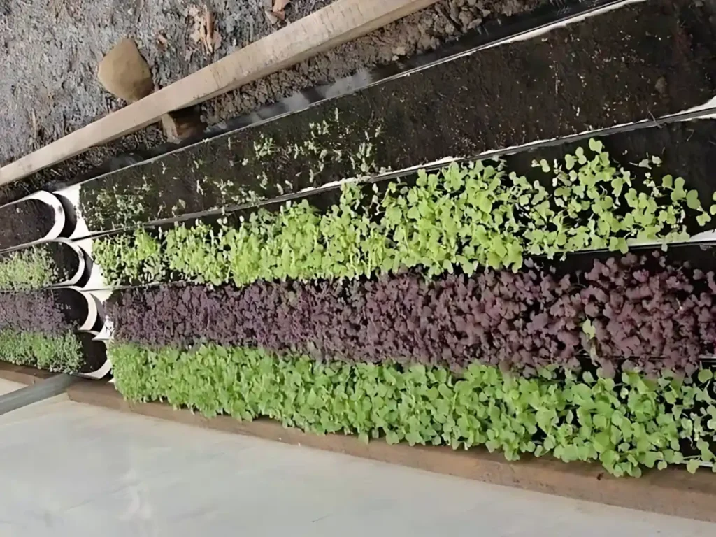 Mikro Yeşillik Ar-Ge Çalışmalarında MFK Bitki LED Tercihi ve Verimlilik