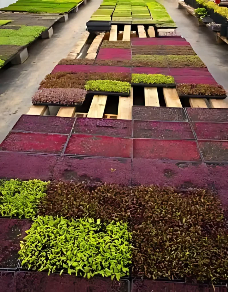 Mikro Yeşillik Ar-Ge Çalışmalarında teknik verilerle dikey tarımda ışığın önemi