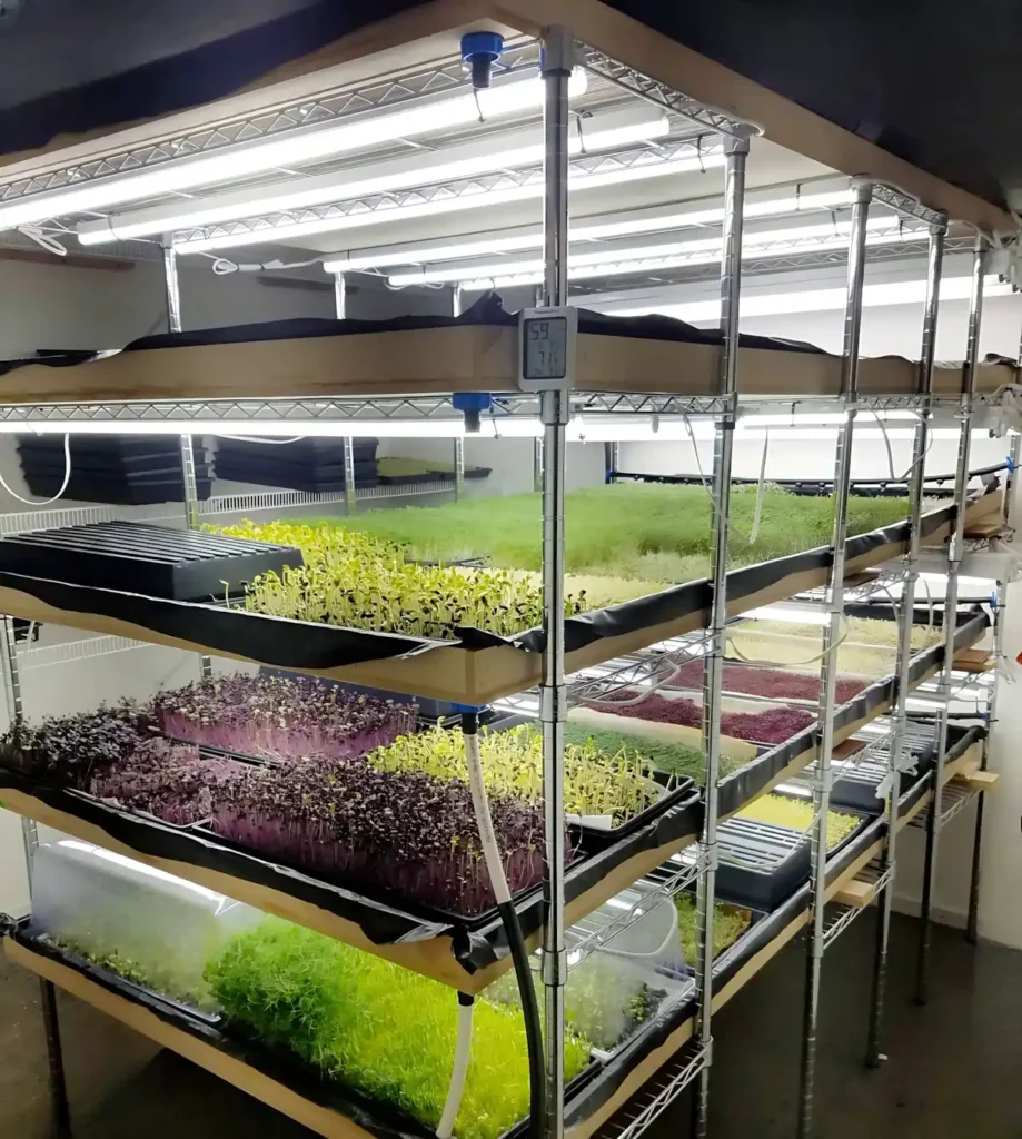 Mikro Yeşillik Ar-Ge Çalışmalarında teknik verilerle dikey tarımda ışığın önemi