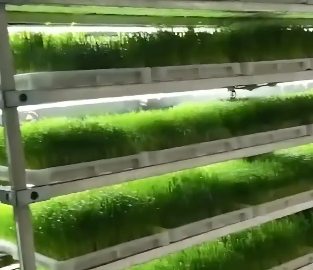 Mikro Yeşillik Ar-Ge Çalışmalarında teknik verilerle dikey tarımda ışığın önemi