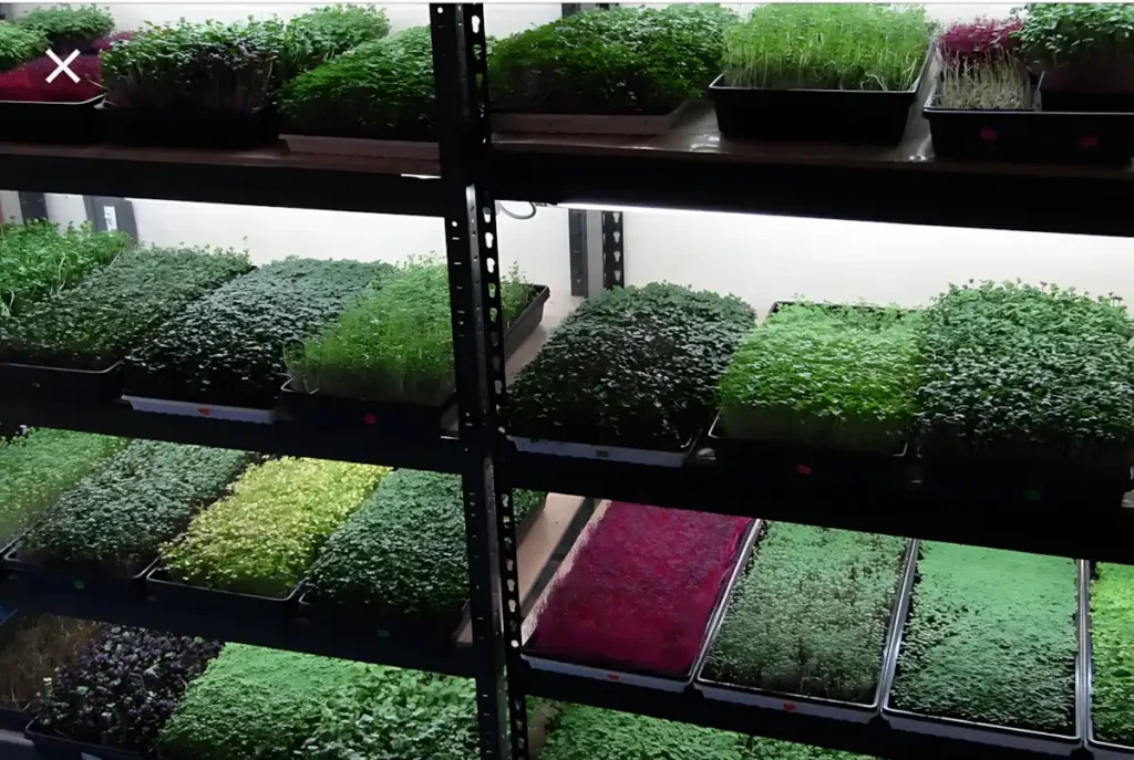 Mikro Yeşillik Ar-Ge Çalışmalarında MFK Bitki LED Tercihi ve Verimlilik