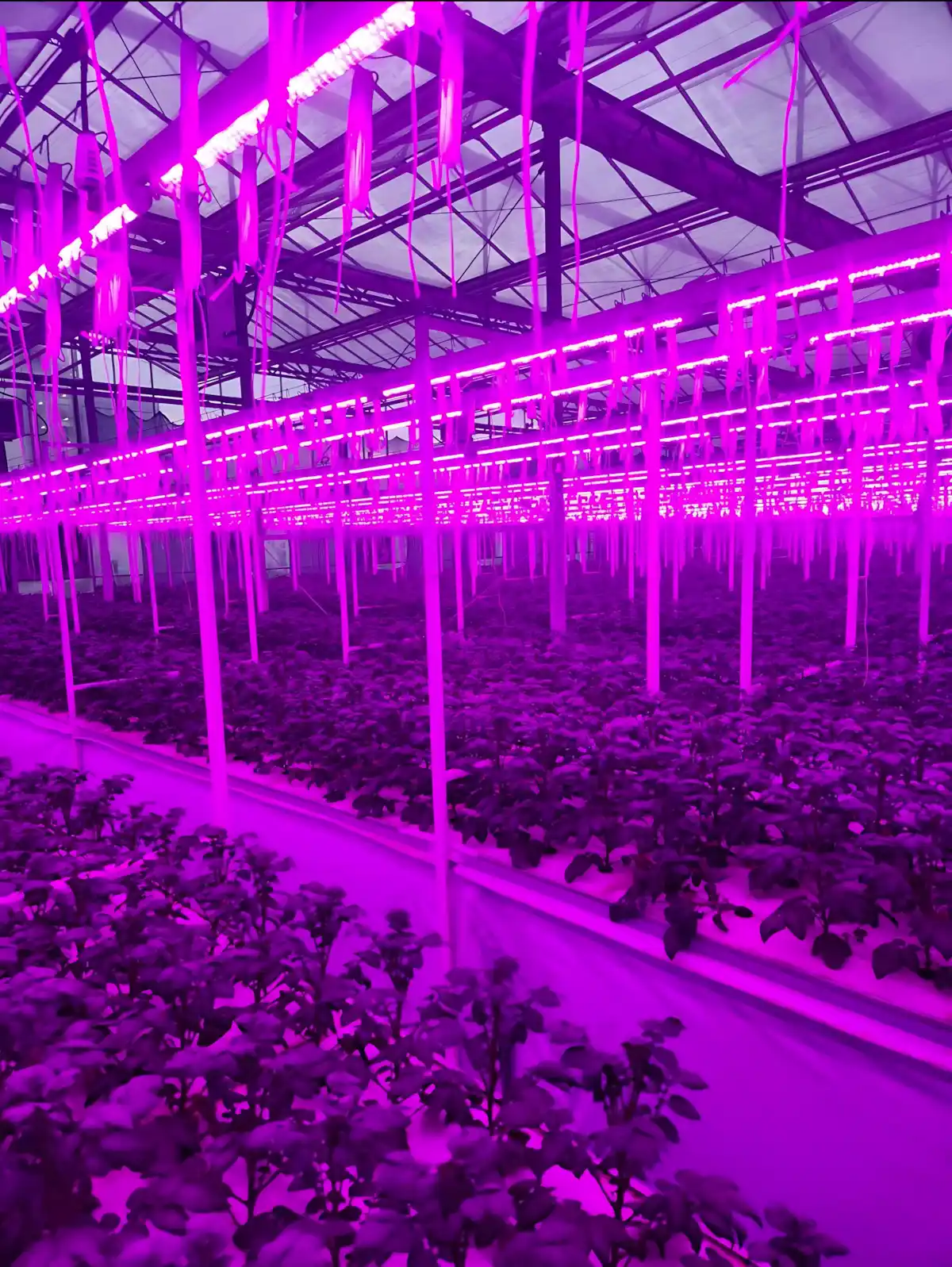 Patates Yumru Serası LED aydınlatma