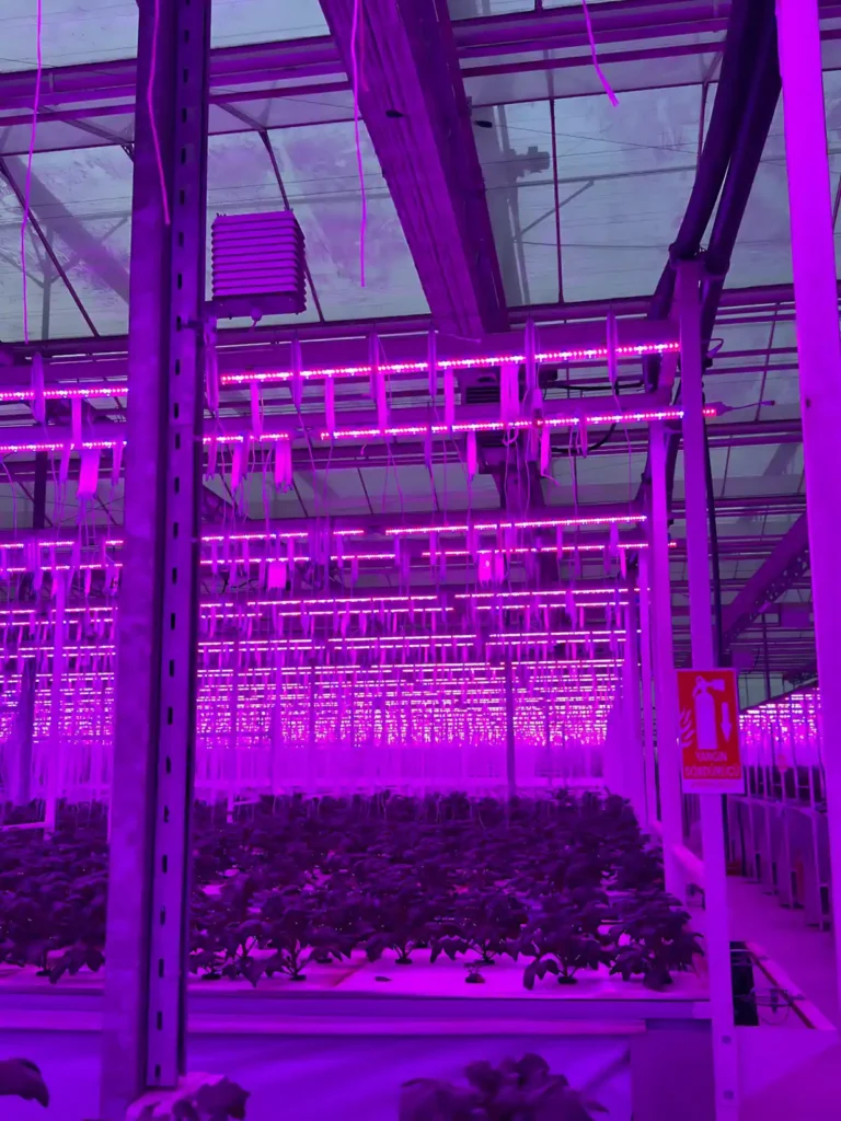 Doğuş Çay Afyon Patates Yumru Serası LED aydınlatma