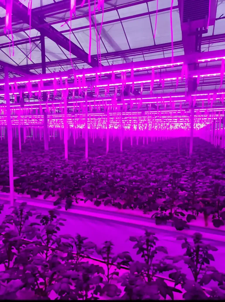 Patates Yumru Serası LED aydınlatma Afyon Doğuş Çay