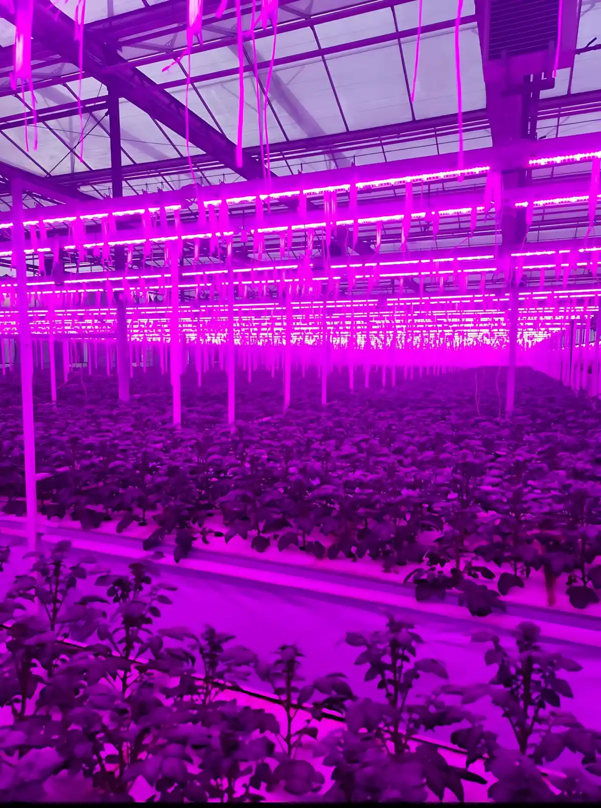 Patates Yumru Serası LED aydınlatma Afyon Doğuş Çay