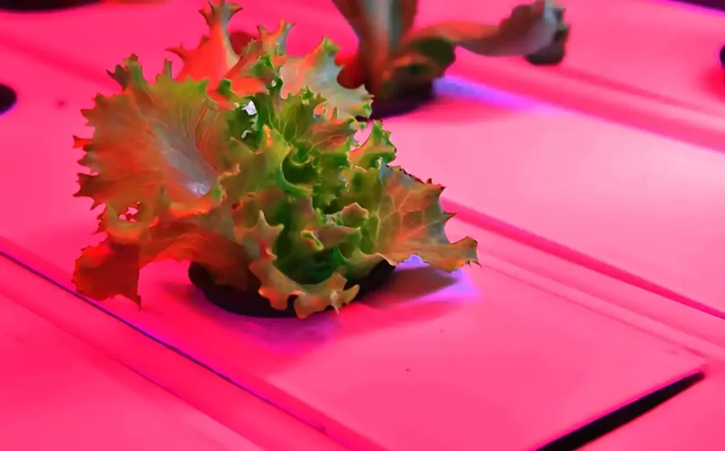 Dikey Tarım Konteyner Sera Kabini. Ankara Büyükşehir Belediyesi