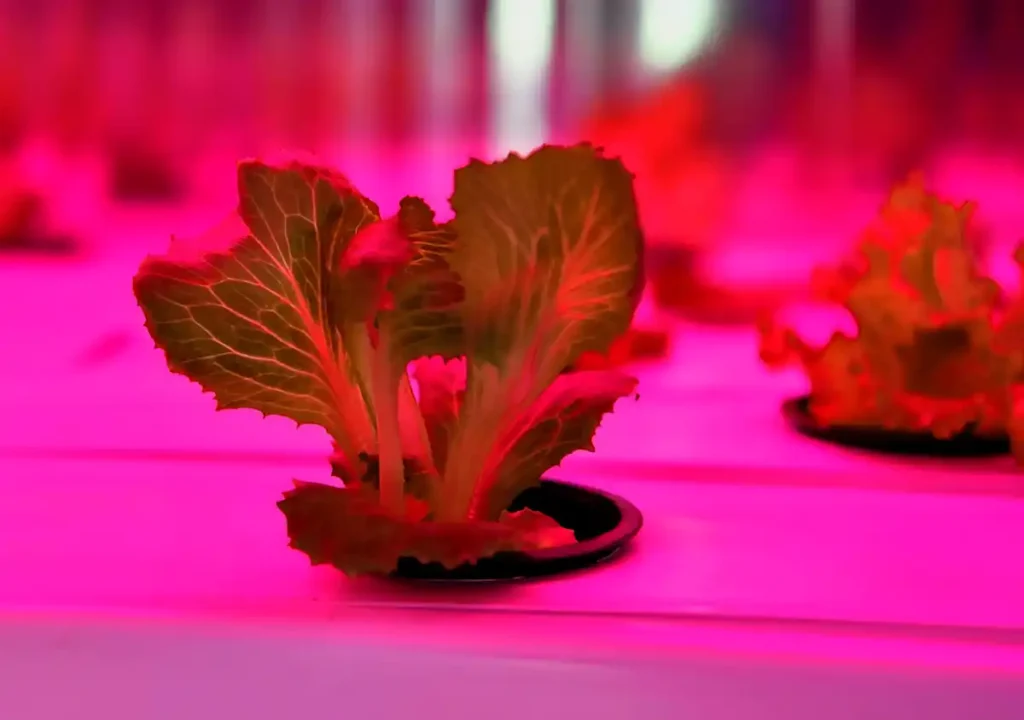 Dikey Tarım Konteyner Sera Kabini. Ankara Büyükşehir Belediyesi