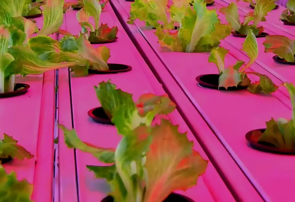 Ankara Büyükşehir Belediyesi Dikey Tarım Konteyner Sera Kabini