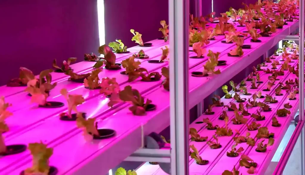 Ankara Büyükşehir Belediyesi Dikey Tarım Konteyner Sera Kabini