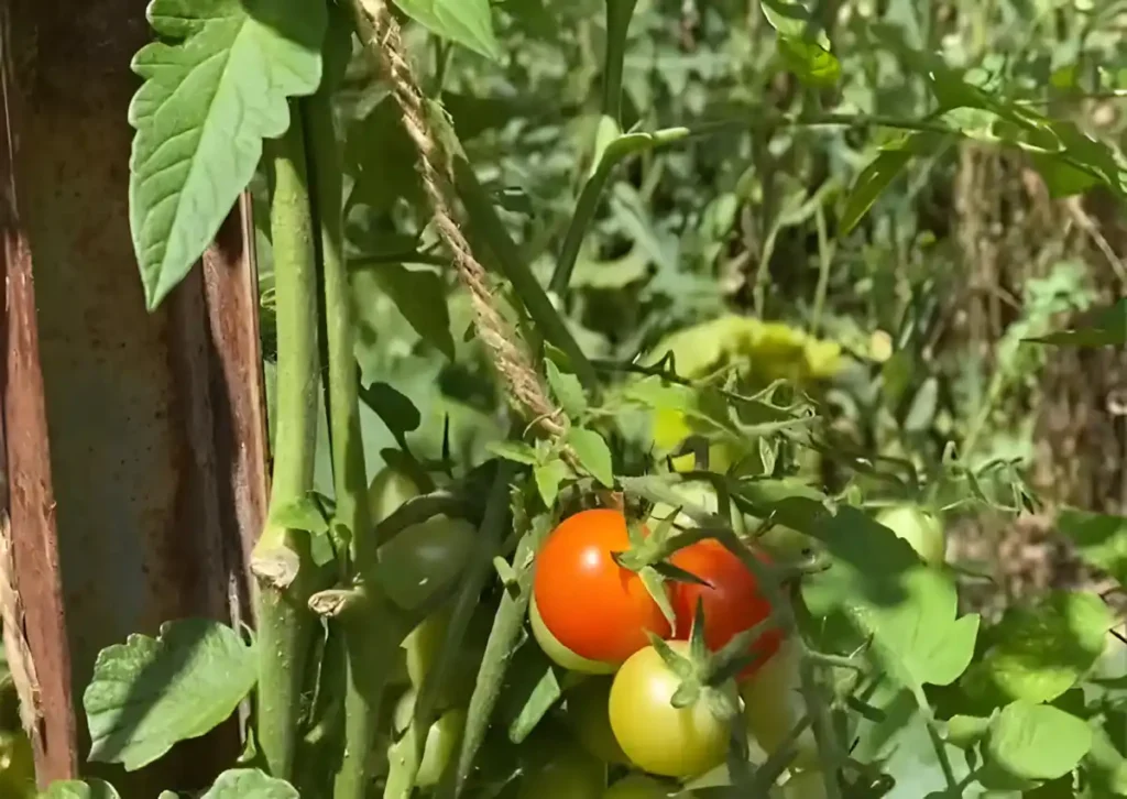 bitki yetiştirme vpd nedir