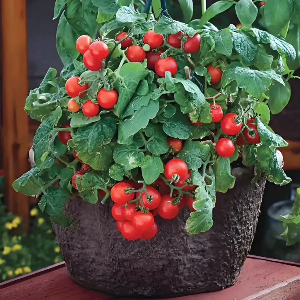 bitki yetiştirme vpd nedir