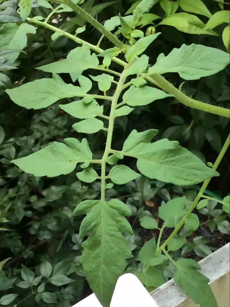 bitki yaprak gözenekleri ve terleme