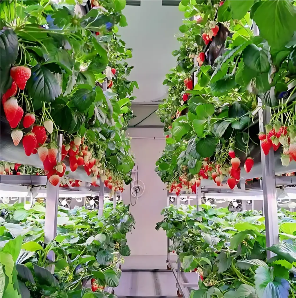 Çilek Özel Spektrum Led Lamba. Çileklerin brix oranının artması.