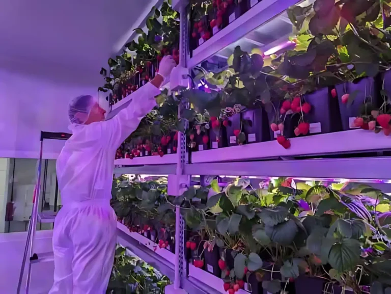 Çilek Özel Spektrum Led Lamba. Çileklerin brix oranının artması.