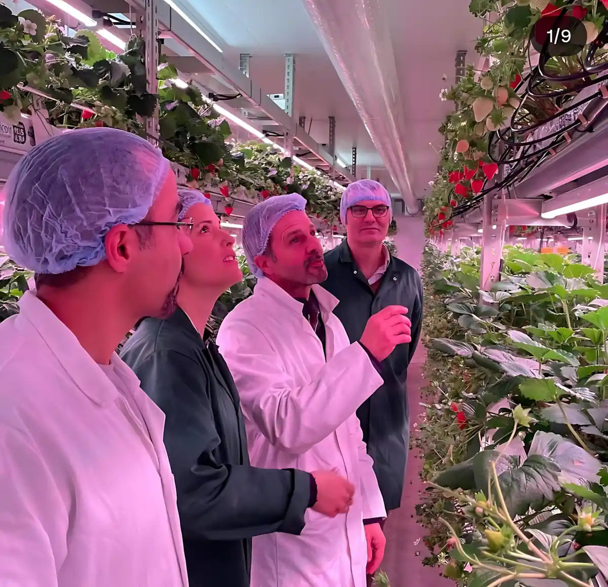 Raf sistemindeki ısı kontrolü. Çilek Özel Spektrum Led Lamba.